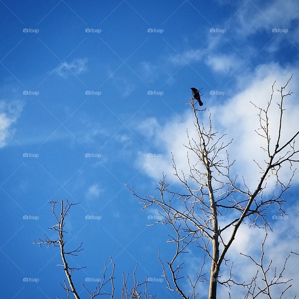 Sky, Tree, Nature, No Person, Crow