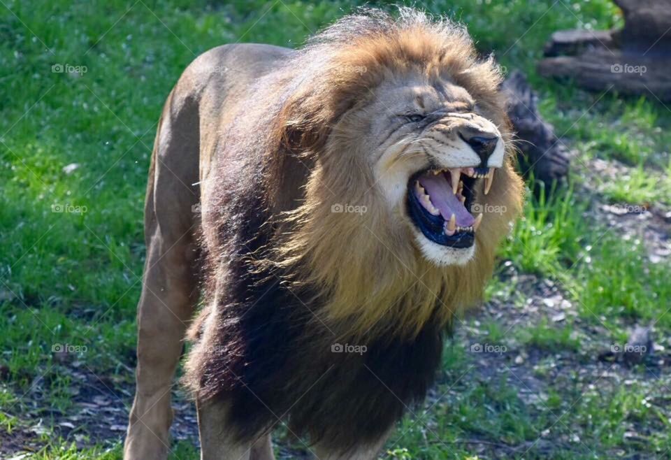 Lion 🦁 