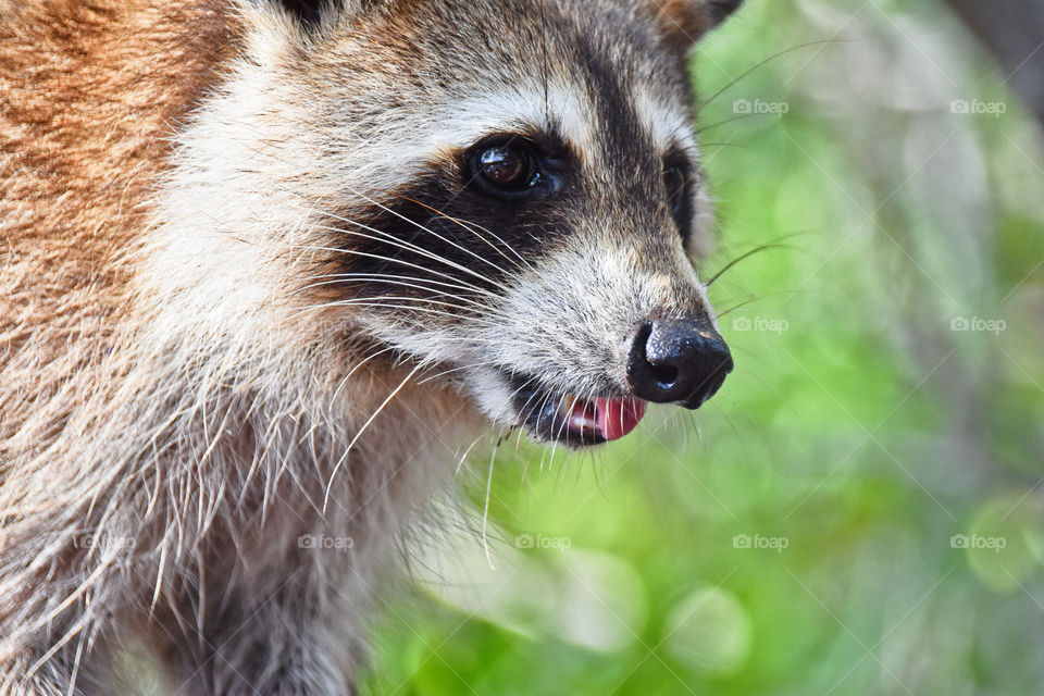 Raccoon with mouth open in wild 