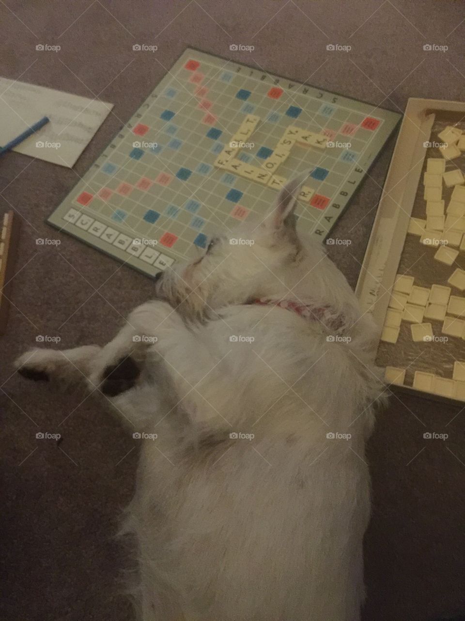 Dog and scrabble
