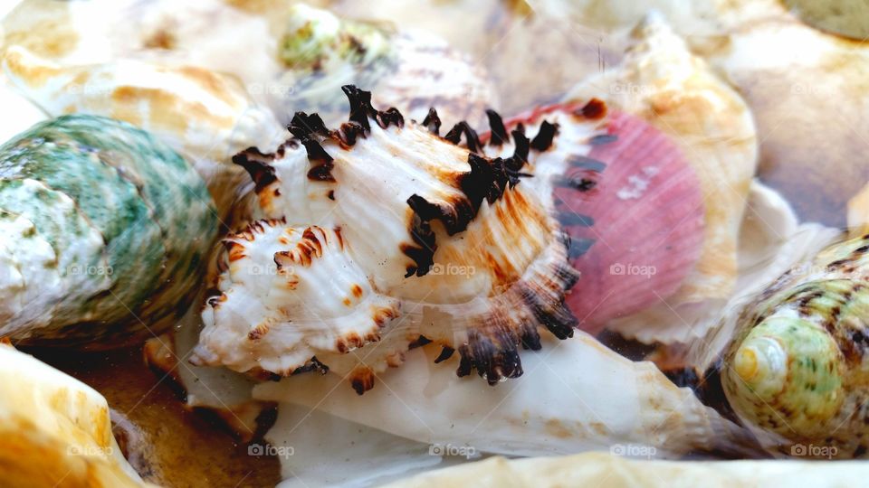 A collection of seashells under seawater.