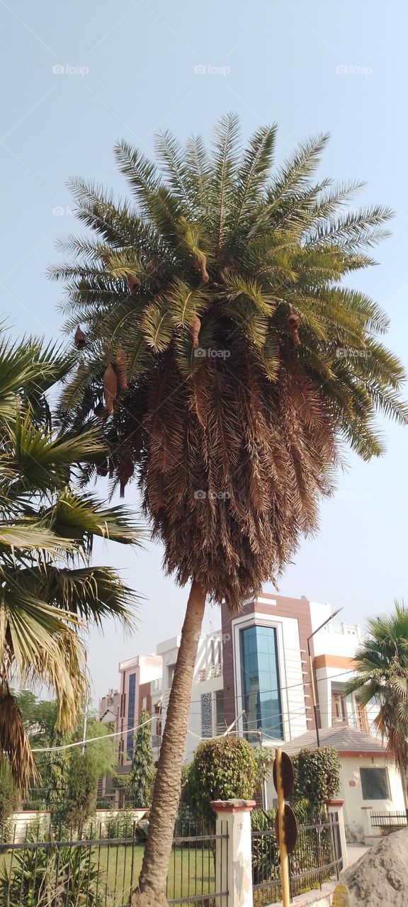 nests on date palms