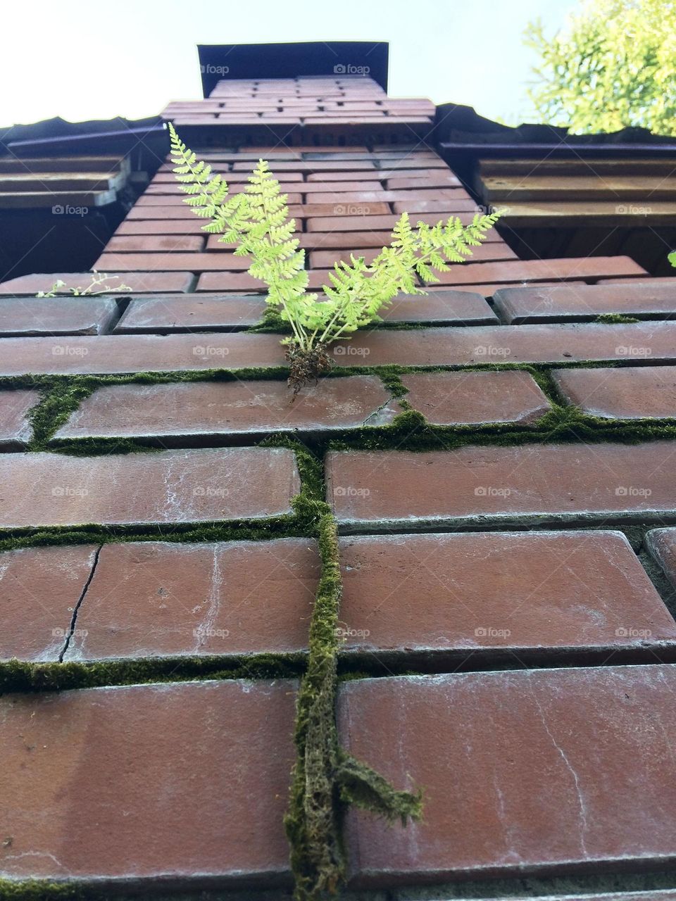 Rectangle plant on the wall