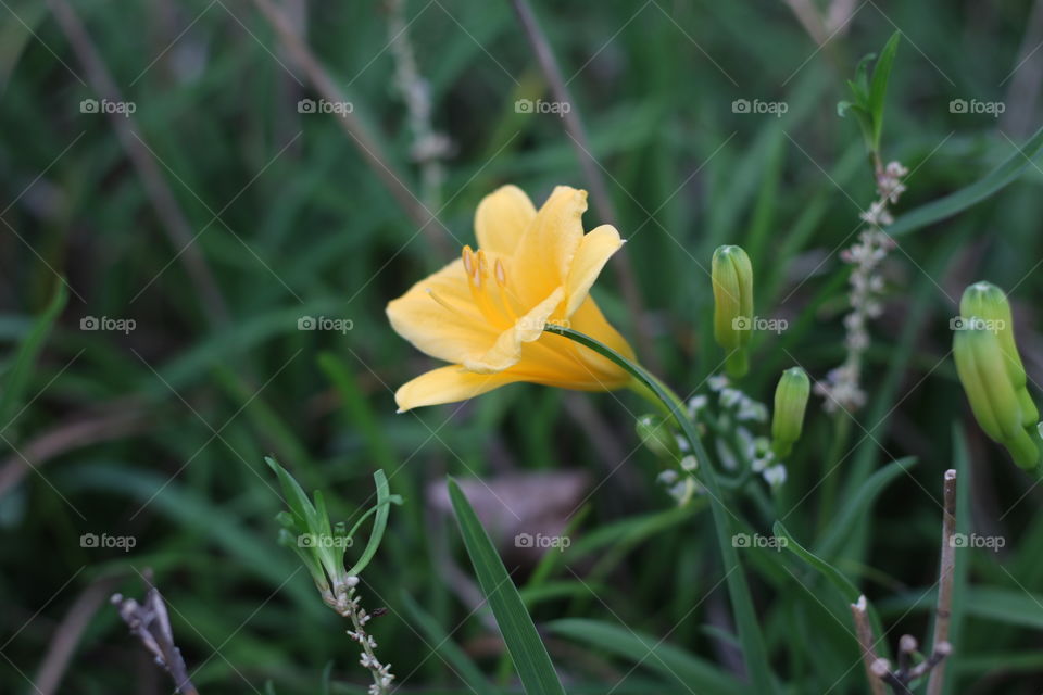 A Single yellow Flower in Autumn