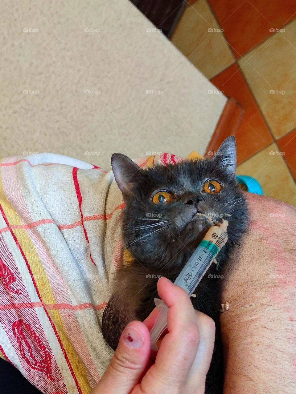 An old cat lies on the fold of a man's hand, which is fed from a syringe.