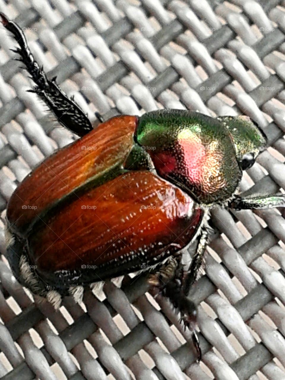 Japanese Beetle. Hanging out on a chair.