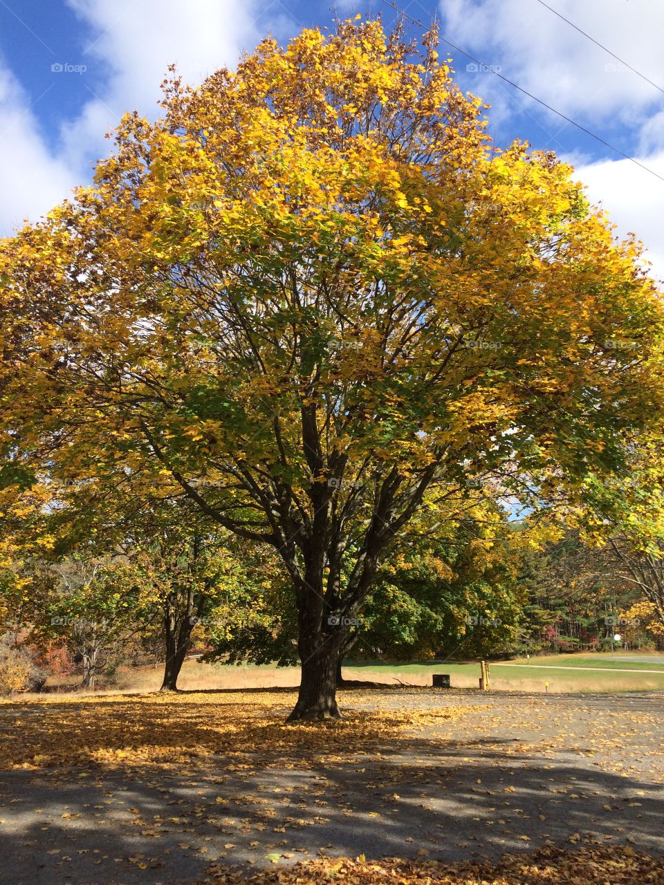 Patapsco state park . Beautiful tree with beautiful fall colors.