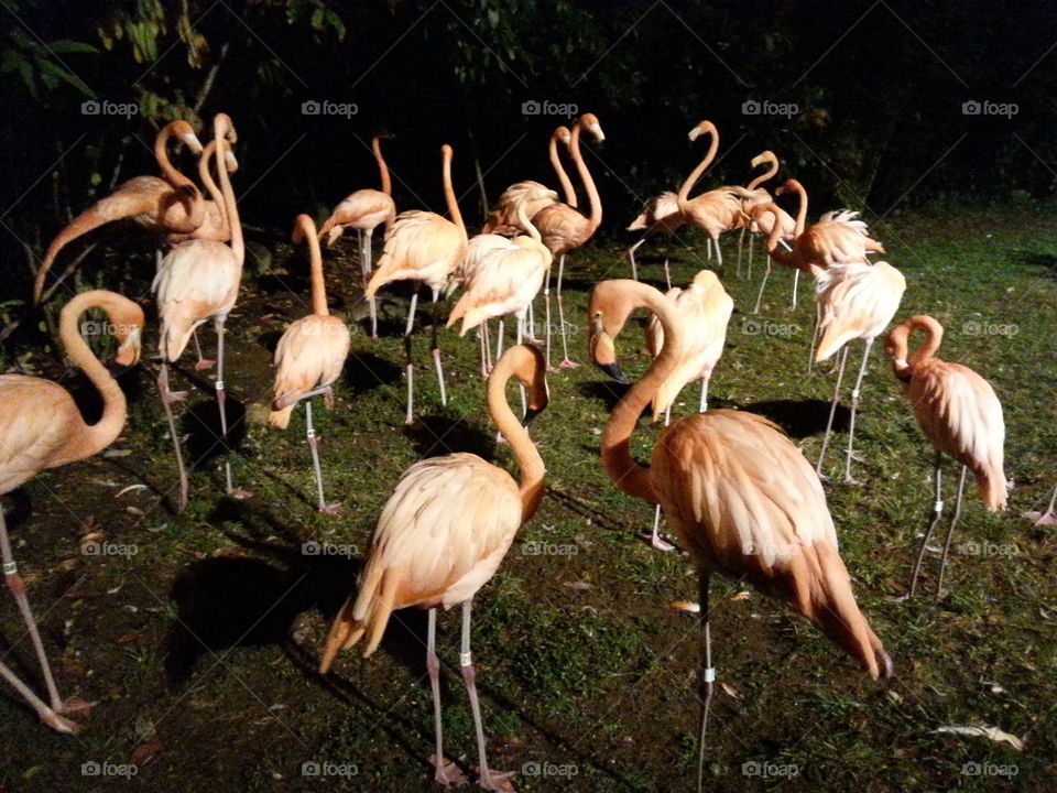Flamingo on grass at night