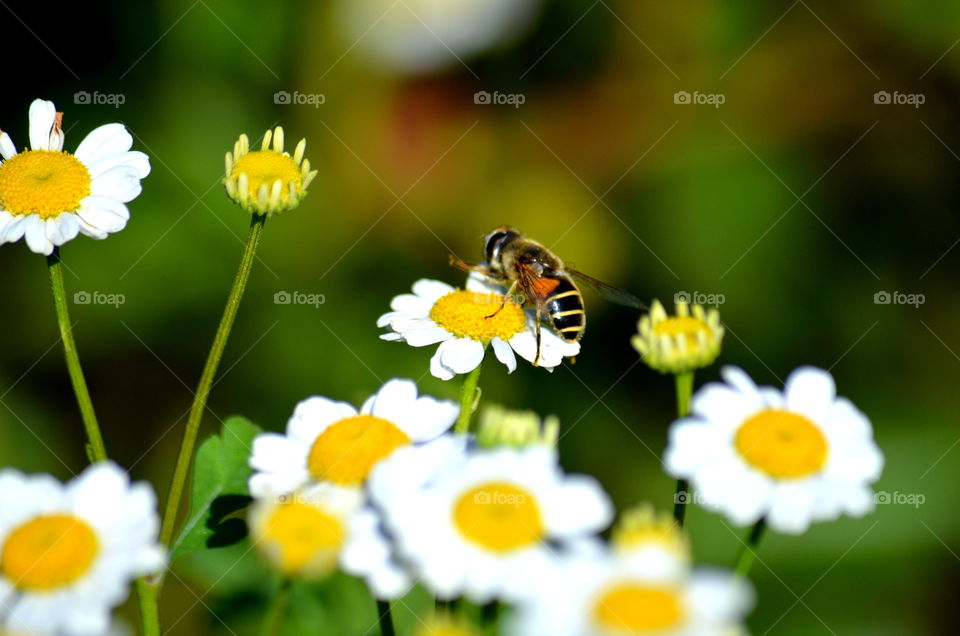 High angle view of bee on flower