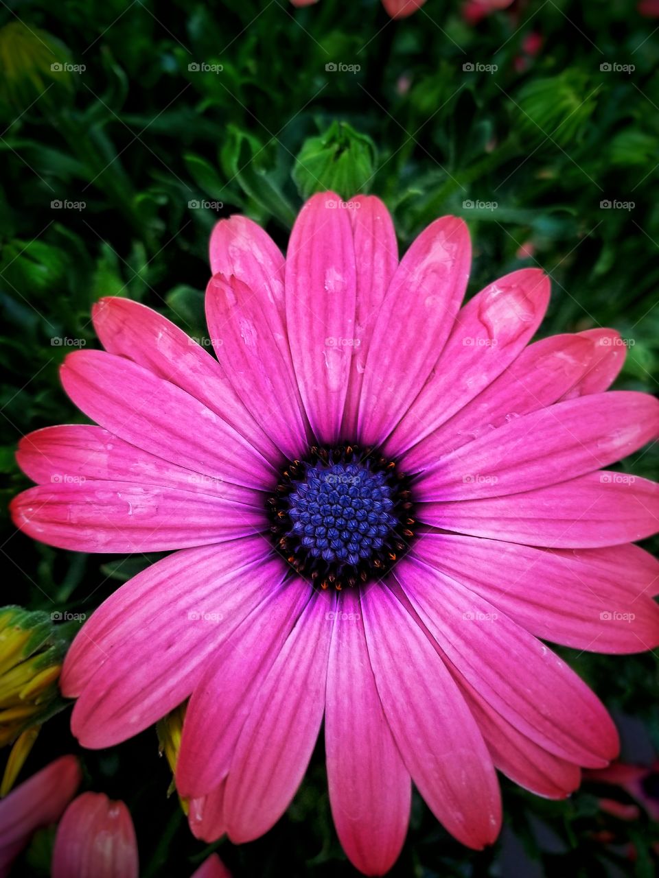 pink African daisy