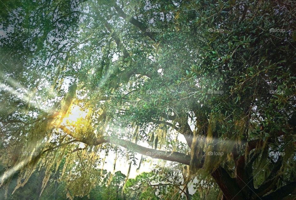 Light through the oak tree