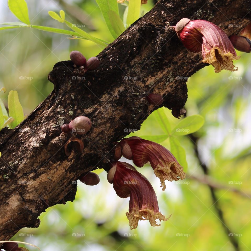 Unusual flowering from the bark tree at Pattaya Thailand - January 2016