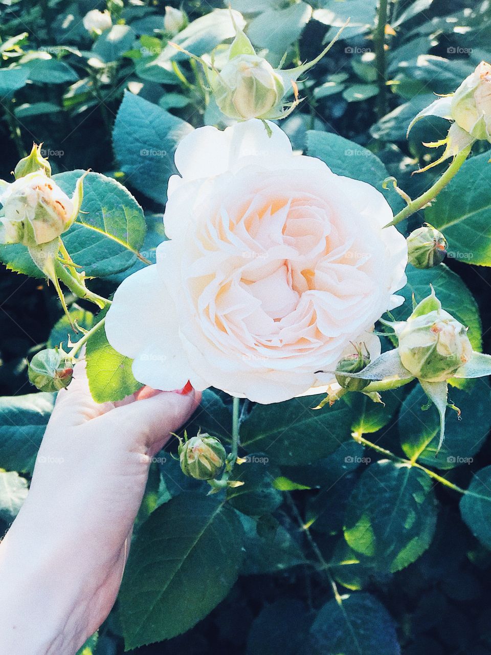 Beautiful rose flower and women hand 