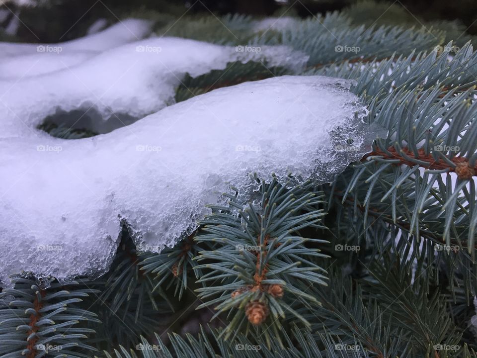 Snowy Pines