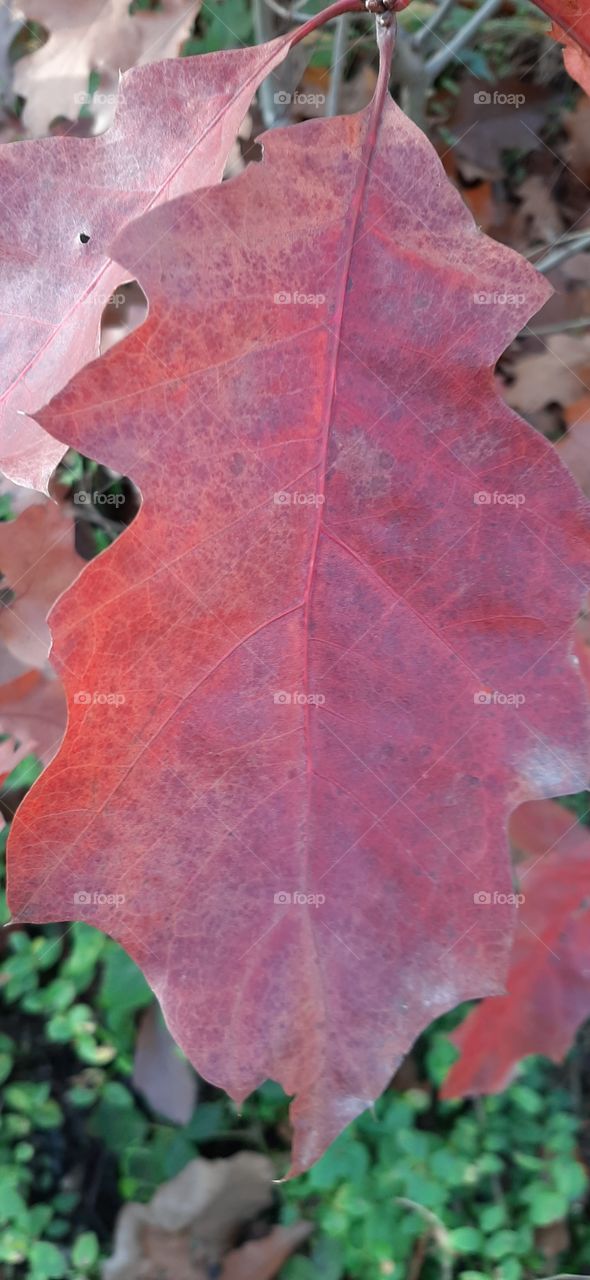 Dark red oak tree leaf close-up