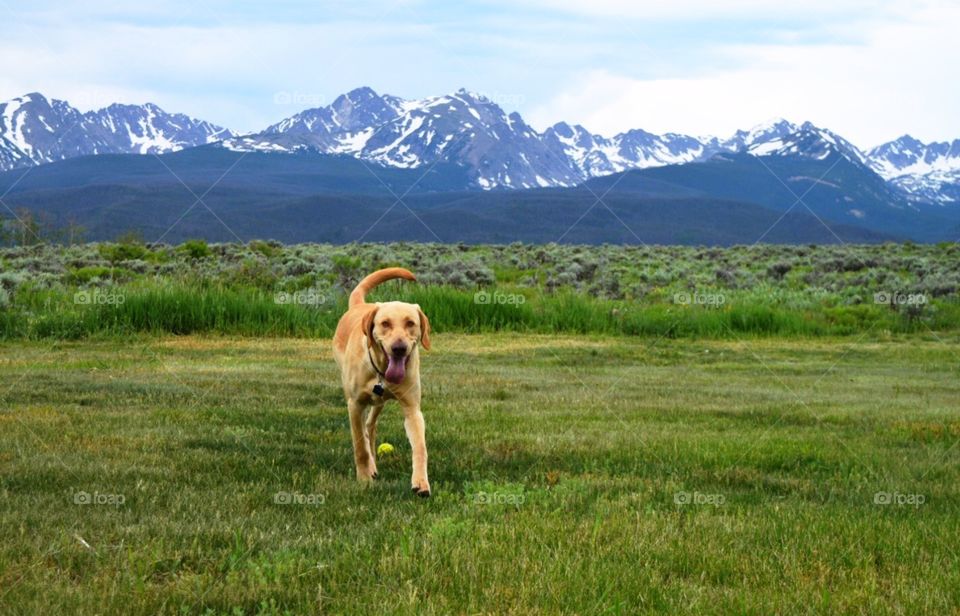 Yellow Labrador Retriever in the Mountains 