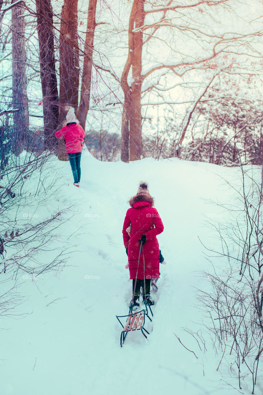 Family, mother and two daughters, spending time together walking outdoors in winter. Woman is pulling sled with her little daughter, a few years old girl, through forest covered by snow while snow falling, enjoying wintertime