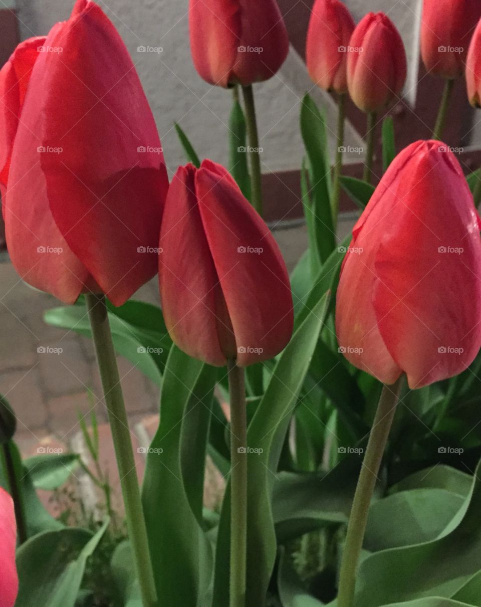 Spring tulips! 