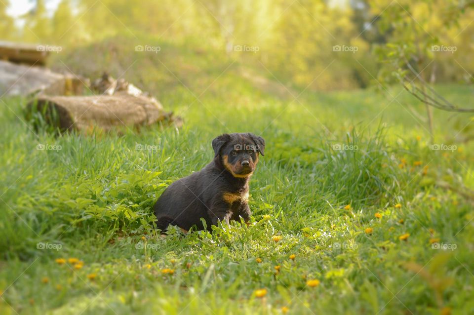 Puppy in the garden.