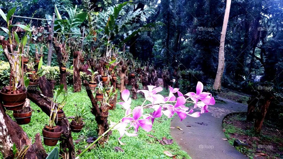 Philippine Orchid