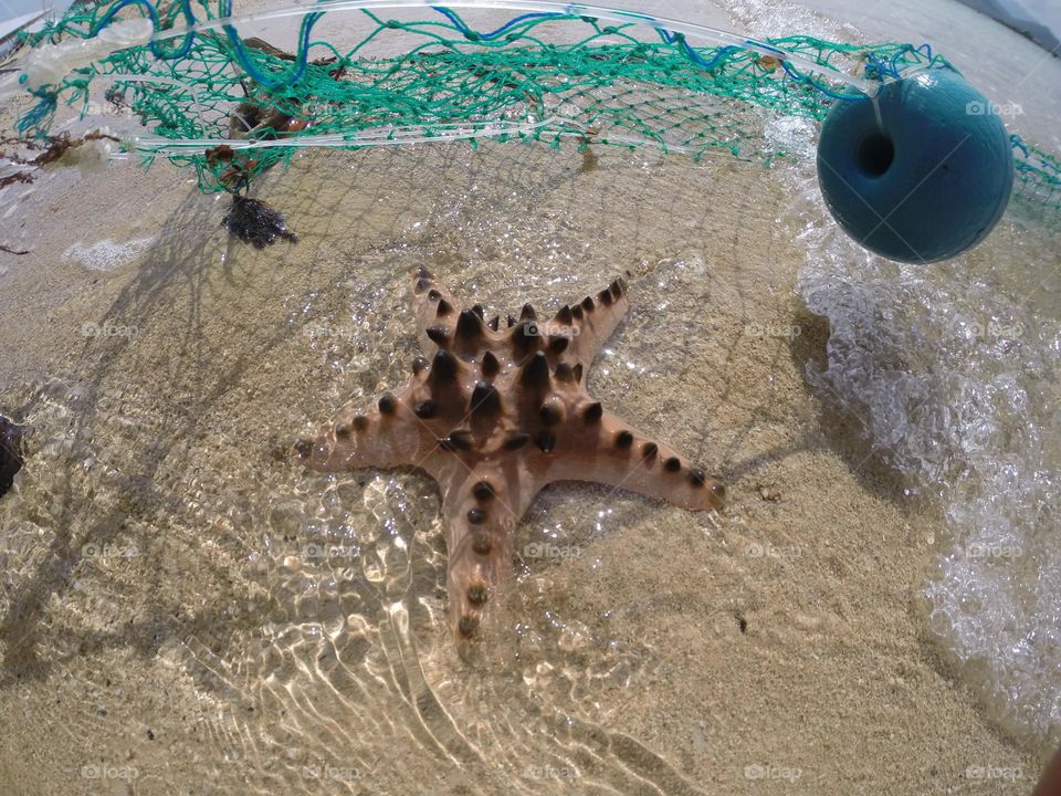 Starfish