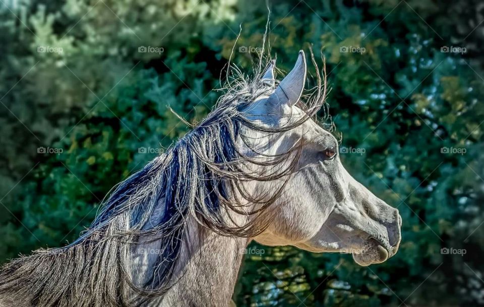 Straight Egyptian Arabian Mare