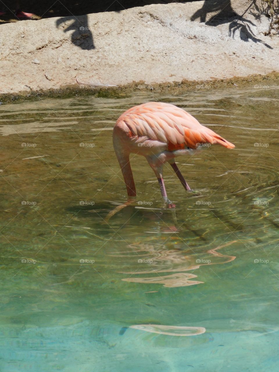 Les flamants roses de Mundomar 