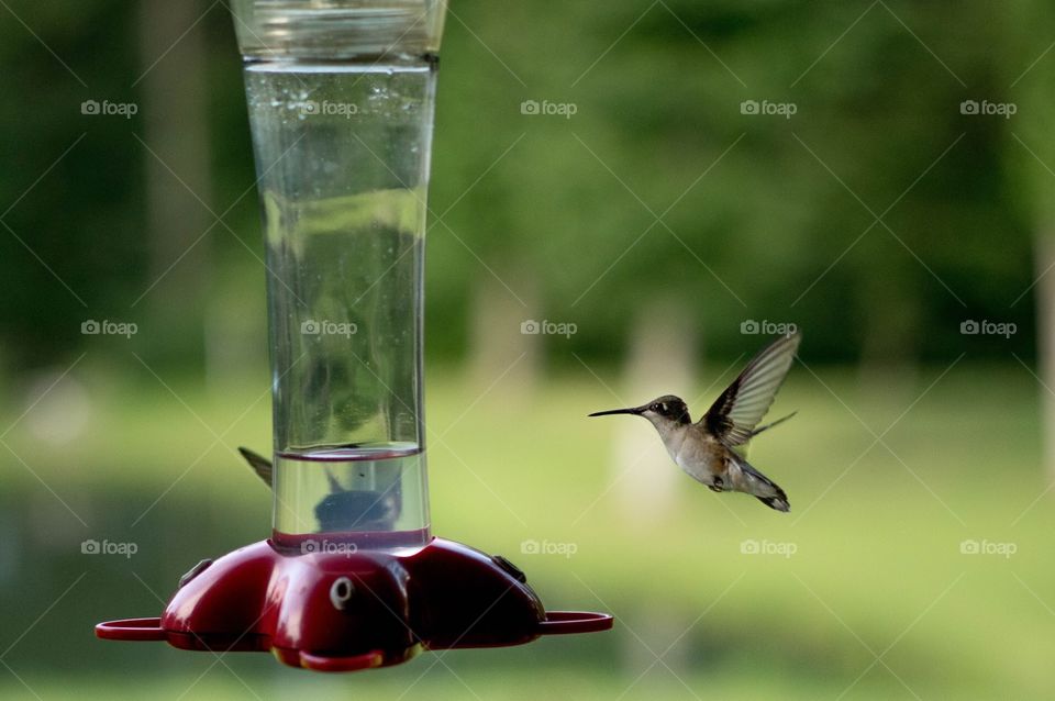 Hummingbird in flight. Hummingbird feeding on nectar