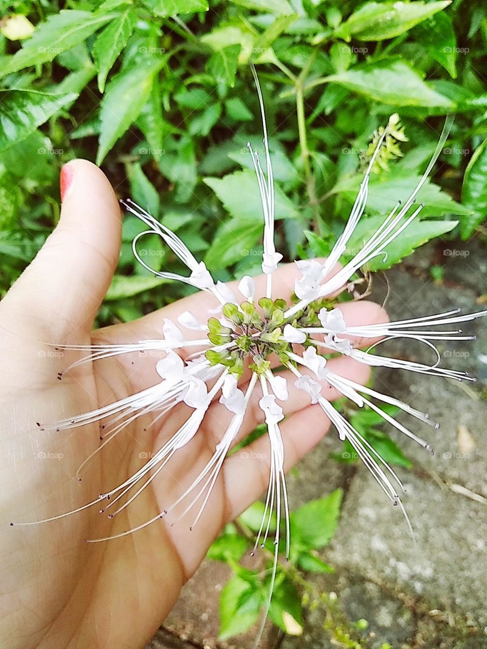 White flowers plants