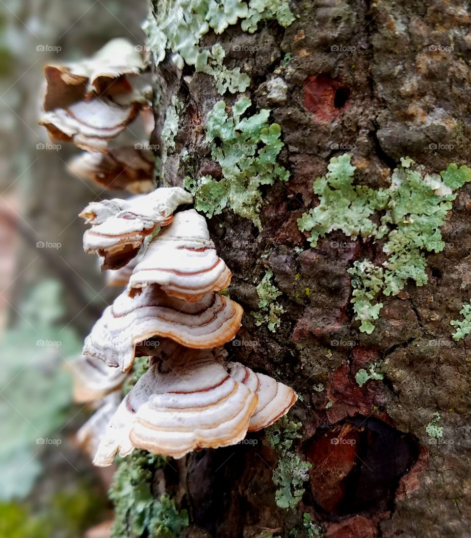 mushroom on tree stump with moss