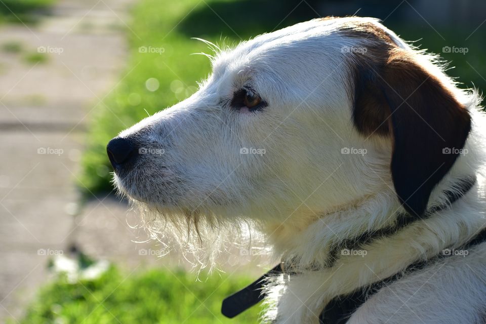 Beautiful mixed breed dog enjoying a sunny summer evening sitting on front lawn