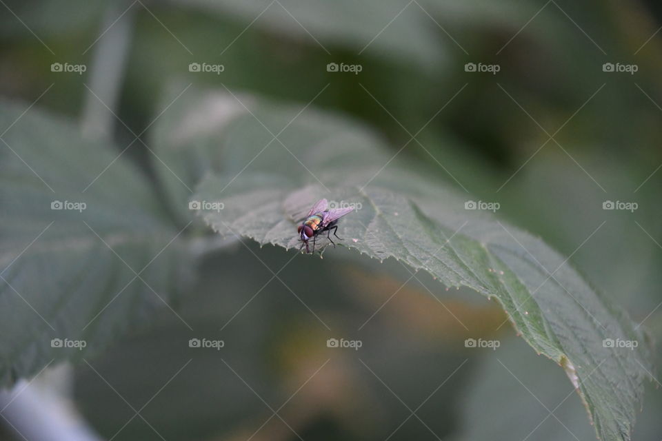 colorful fly on leaf