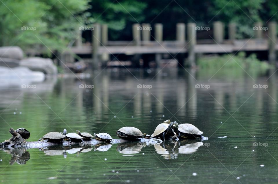 Turtle family on the tree branch in the water