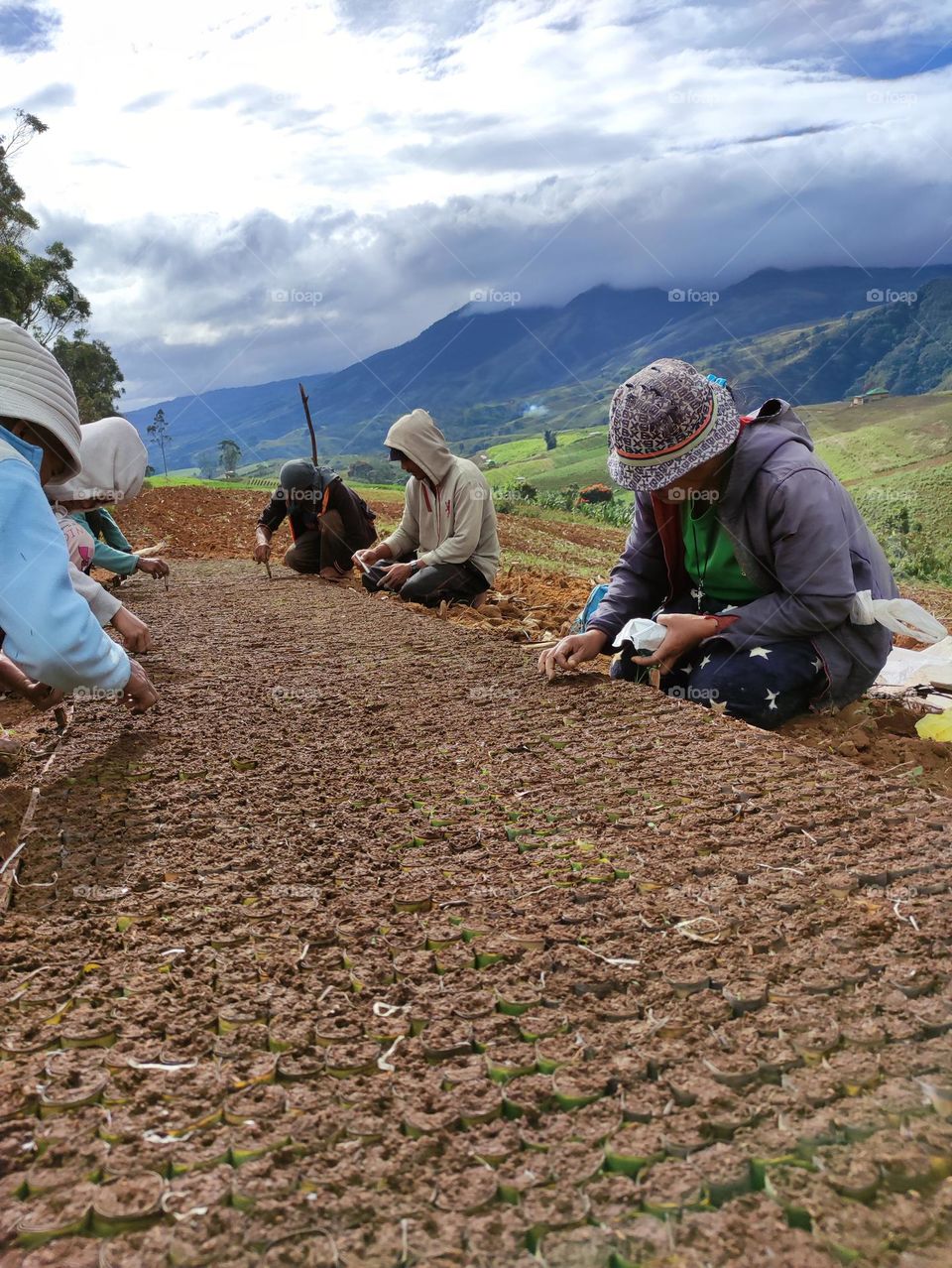 Farmers planting a bed seed