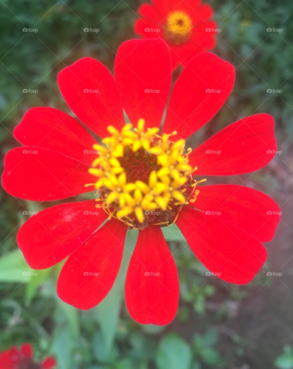 Flores maravilhosas do nosso jardim. Beleza incomparável!