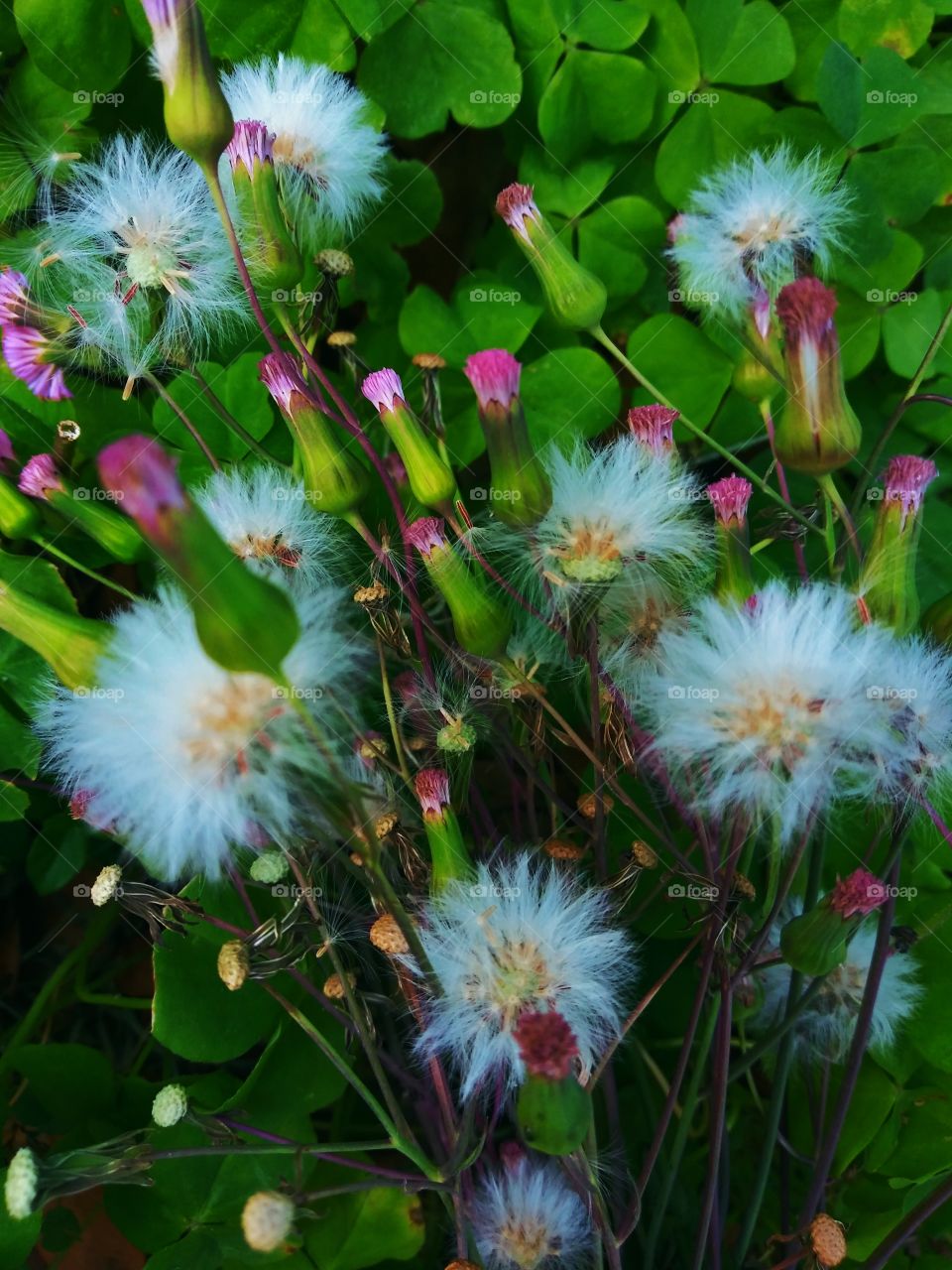 beautiful wildflowers