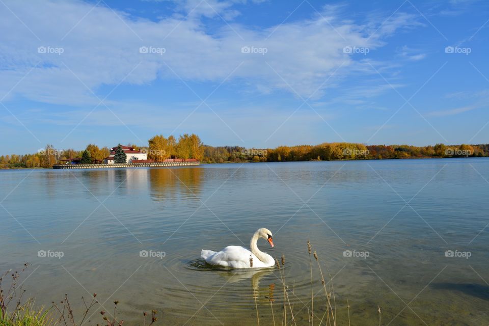 beautiful landscape lake and white swan blue sky background autumn time