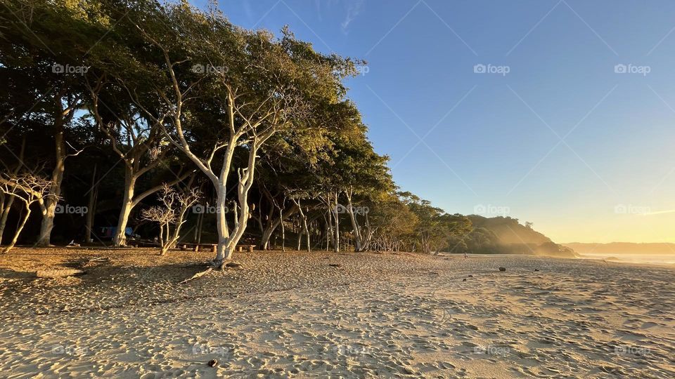 Árboles en la playa