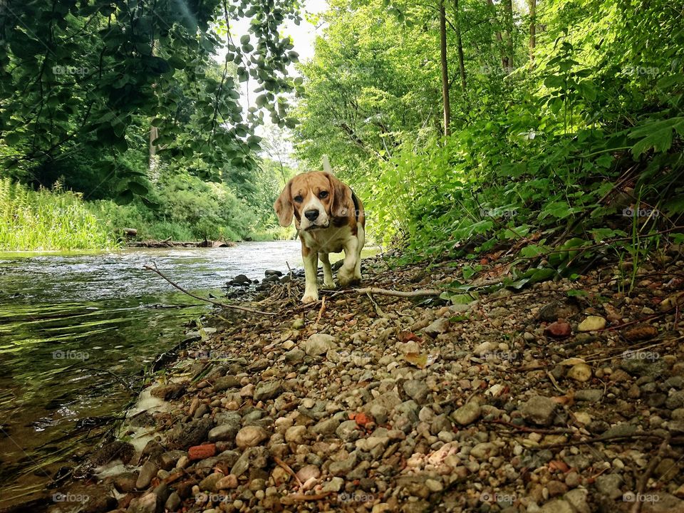 Beagle dog