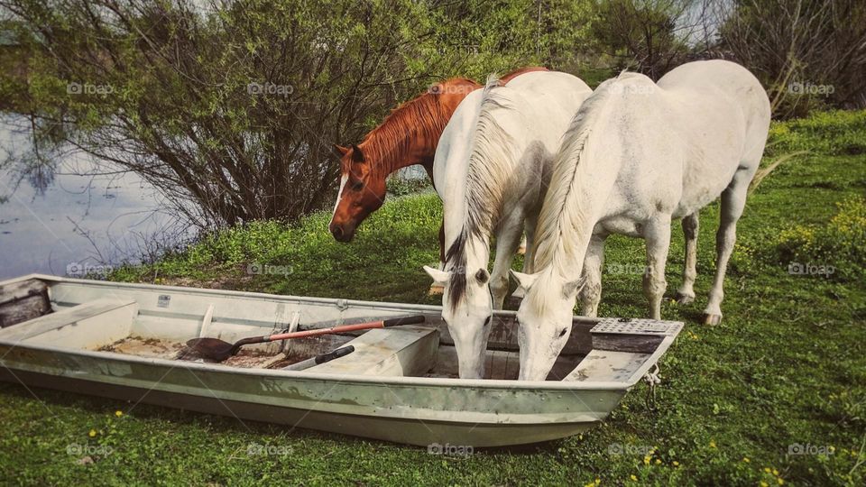 Horses with their heads in a boat! 🦄🐴🦄🛶 What's tha doing here? 😂