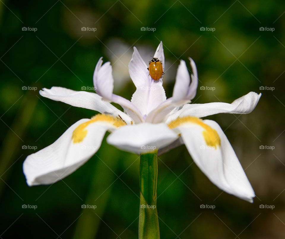 Ladybug on flowers