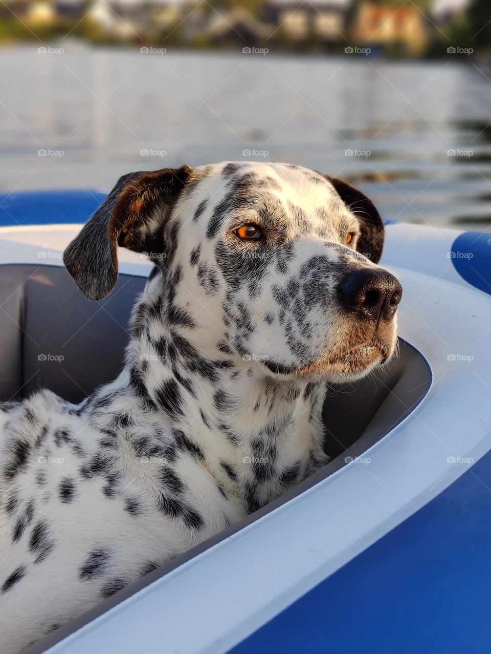 Black and white dotted dog in the sunshine floating on the water with a boat. Golden Hour.