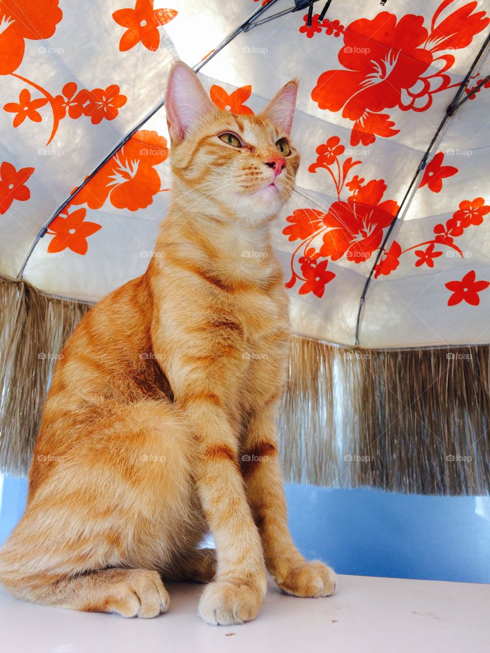Ginger cat under umbrella