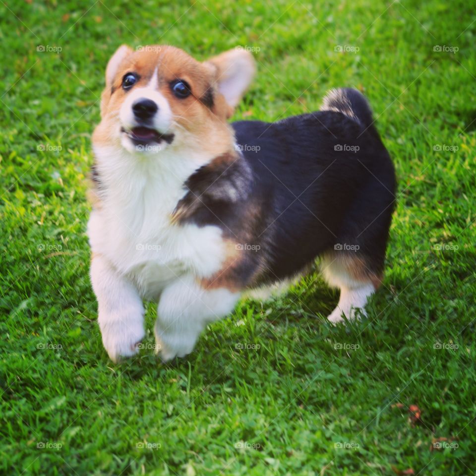 Happy puppy. A cute puppy making a funny face