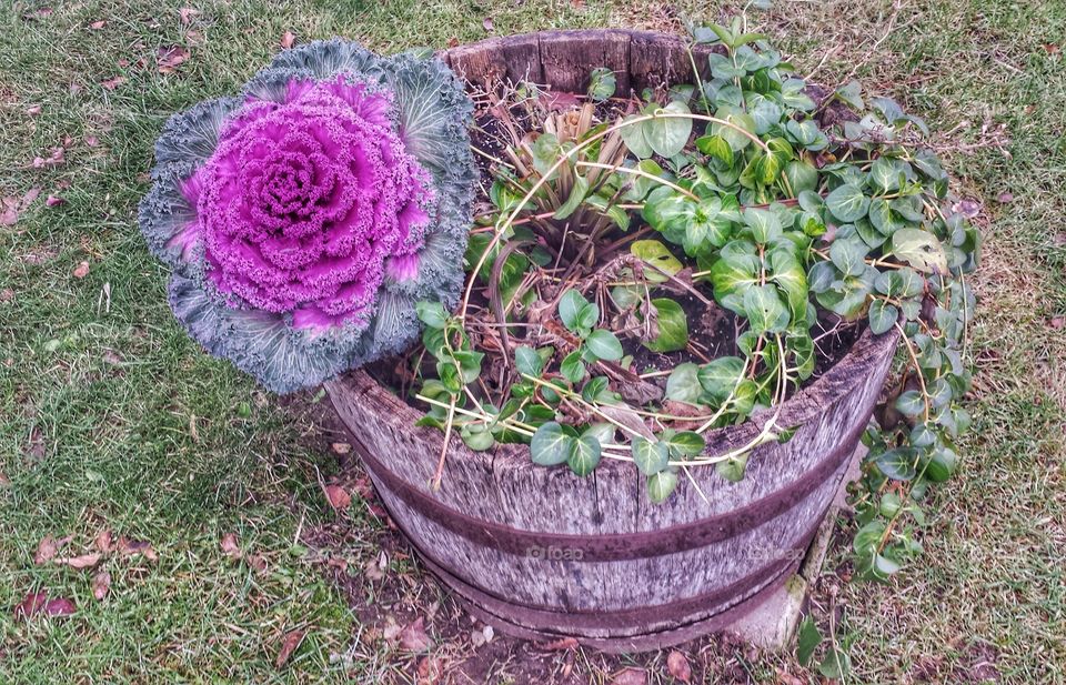 Cabbage Flower