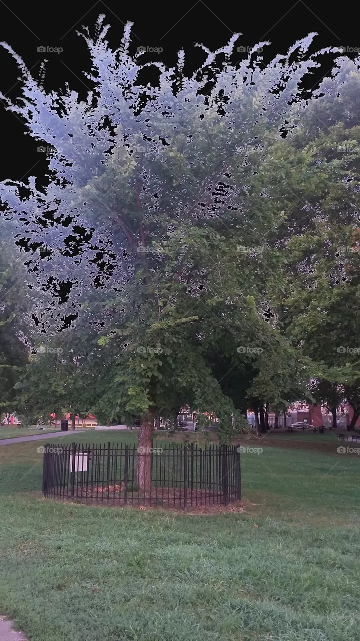 trees