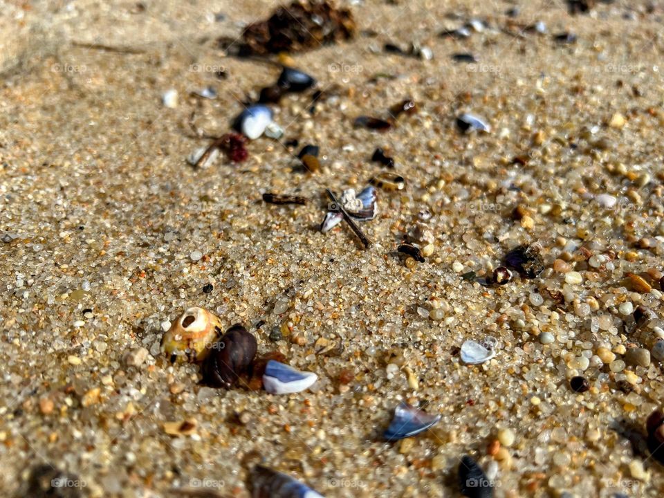 Shells on the beach