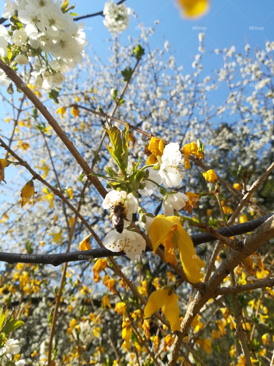 The sky is blue, forsythia is yellow