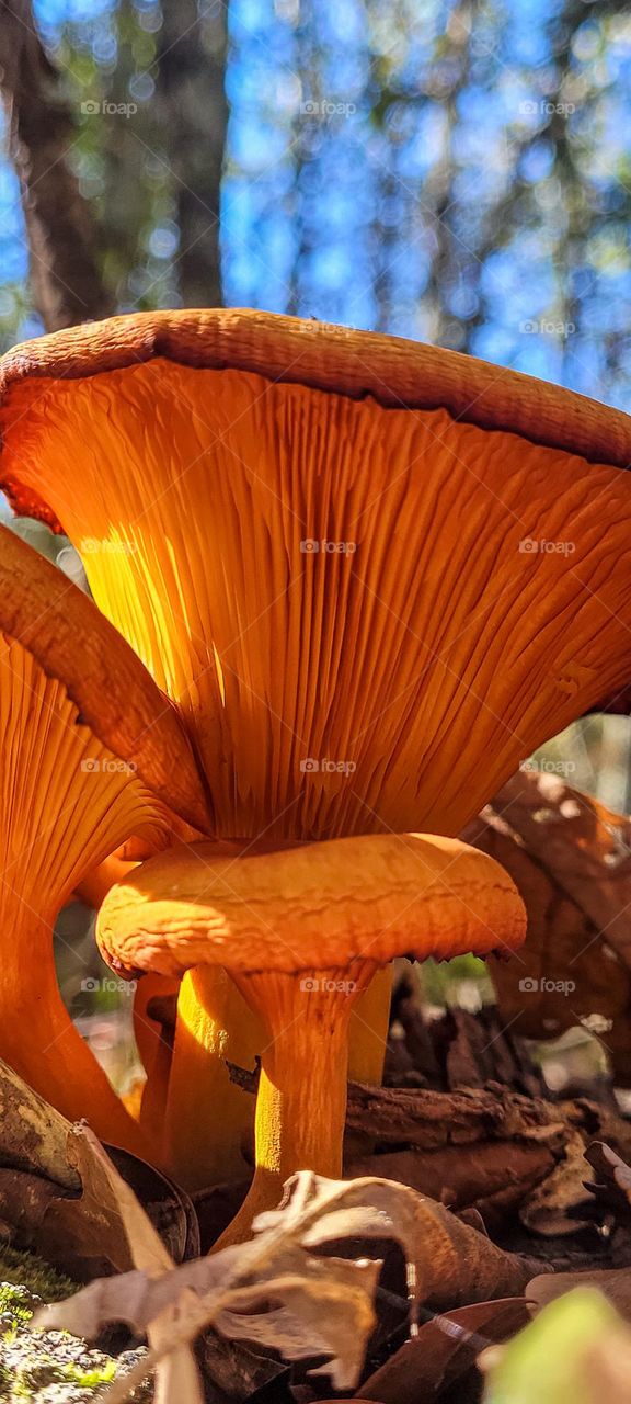 autumn mushrooms