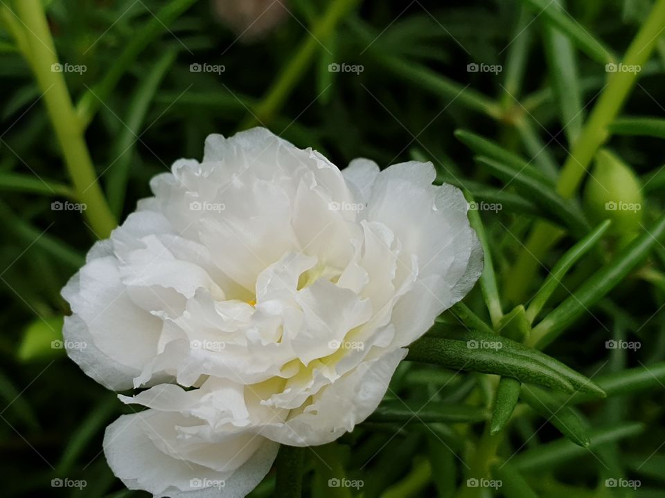 the Portulaca Grandiflora